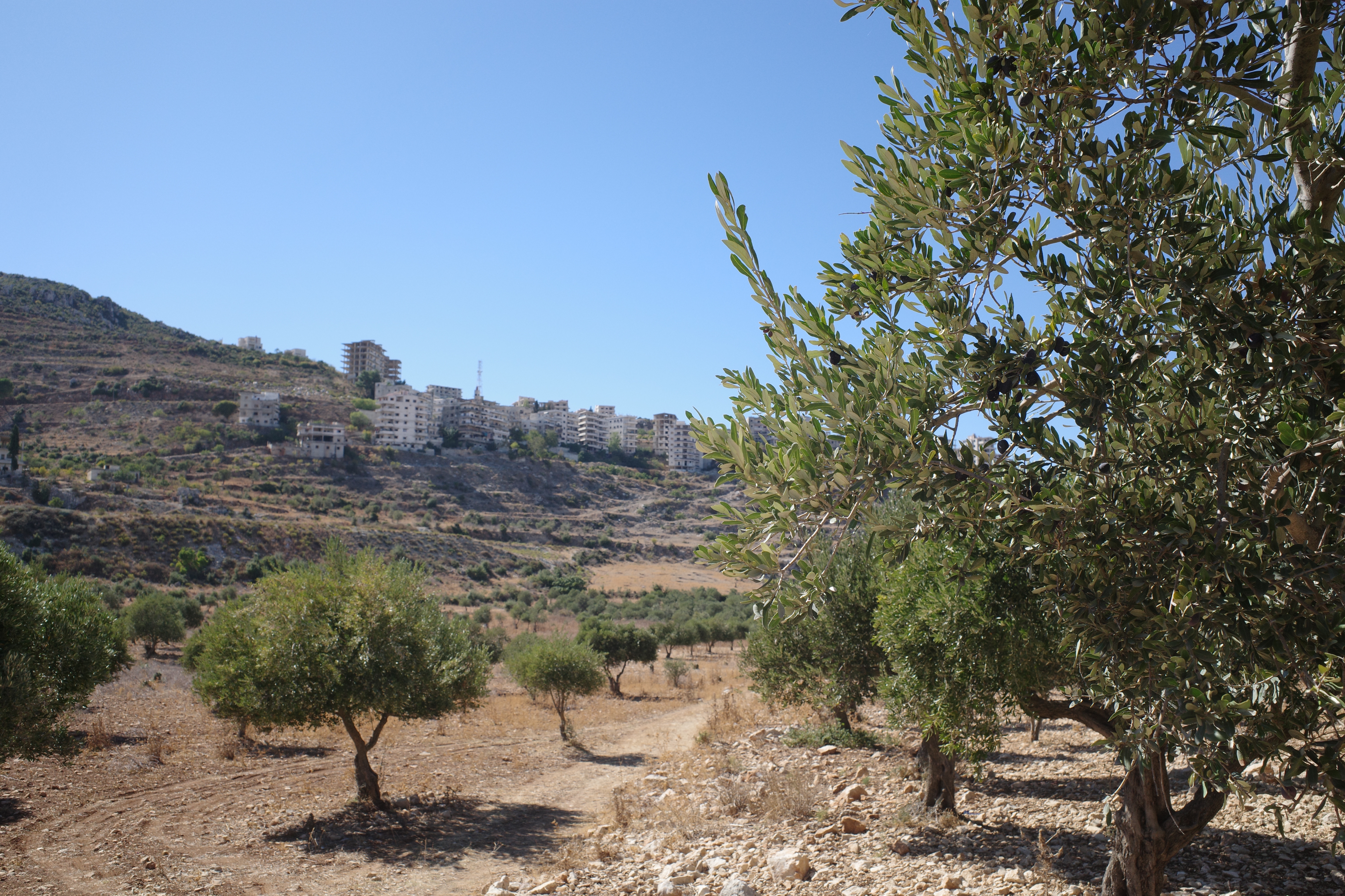 The historically Christian village of Al Ghassaniyeh, seen from olive groves at its foothills. After the old regime was ousted last December, displaced residents who returned to the village found strangers living in their homes.